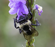 Bees
